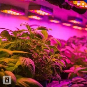 Blurple Grow Lights