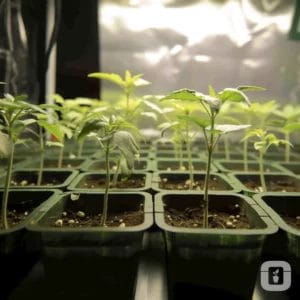 Leggy Seedlings