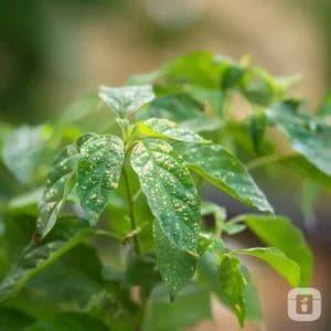 Plant Nutrient Deficiencies